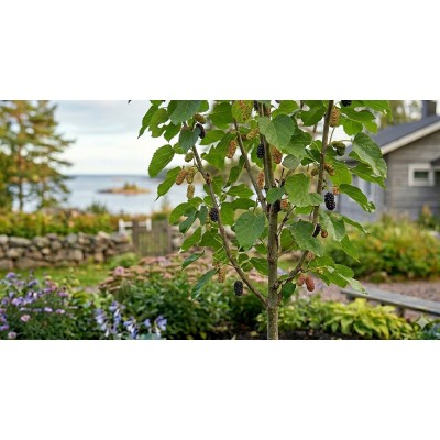 Koreanmulperipuu ‘Mulle’ (Morus acidosa ‘Mulle’). Koreanmulperipuu ‘Mulle’ (Morus acidosa ‘Mulle’).